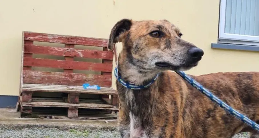 Harry2 adozione levrieri greyhound 8 e1659125200732