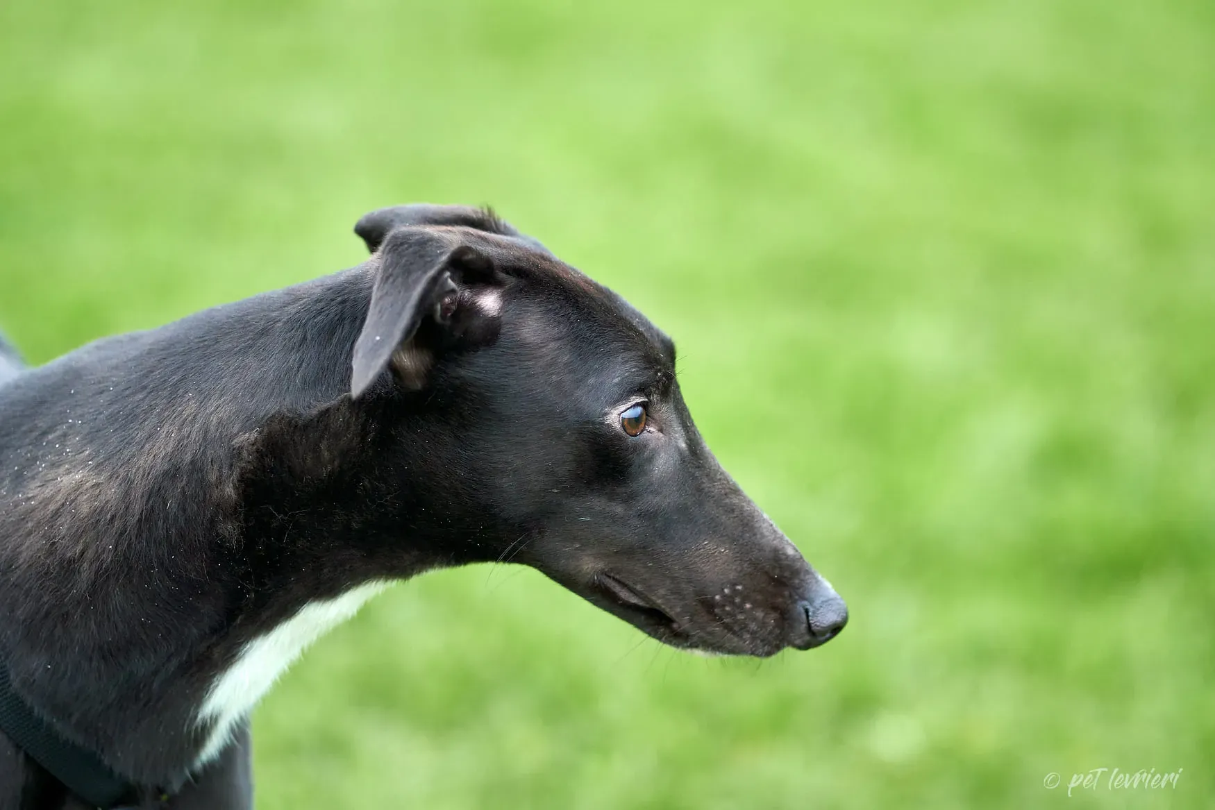 Hasting greyhound black foster Adozione levrieri 1