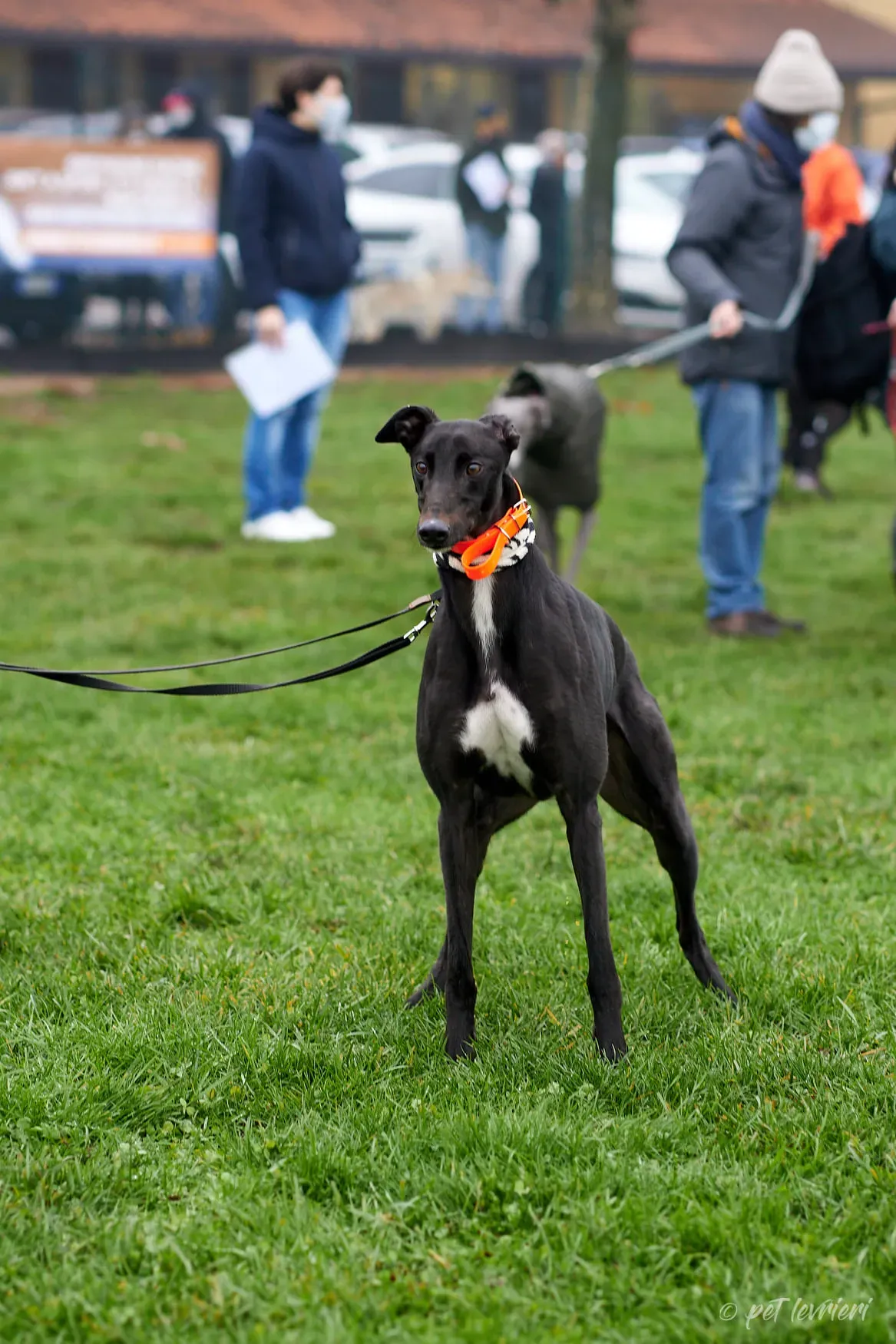 Hasting greyhound black foster Adozione levrieri 10