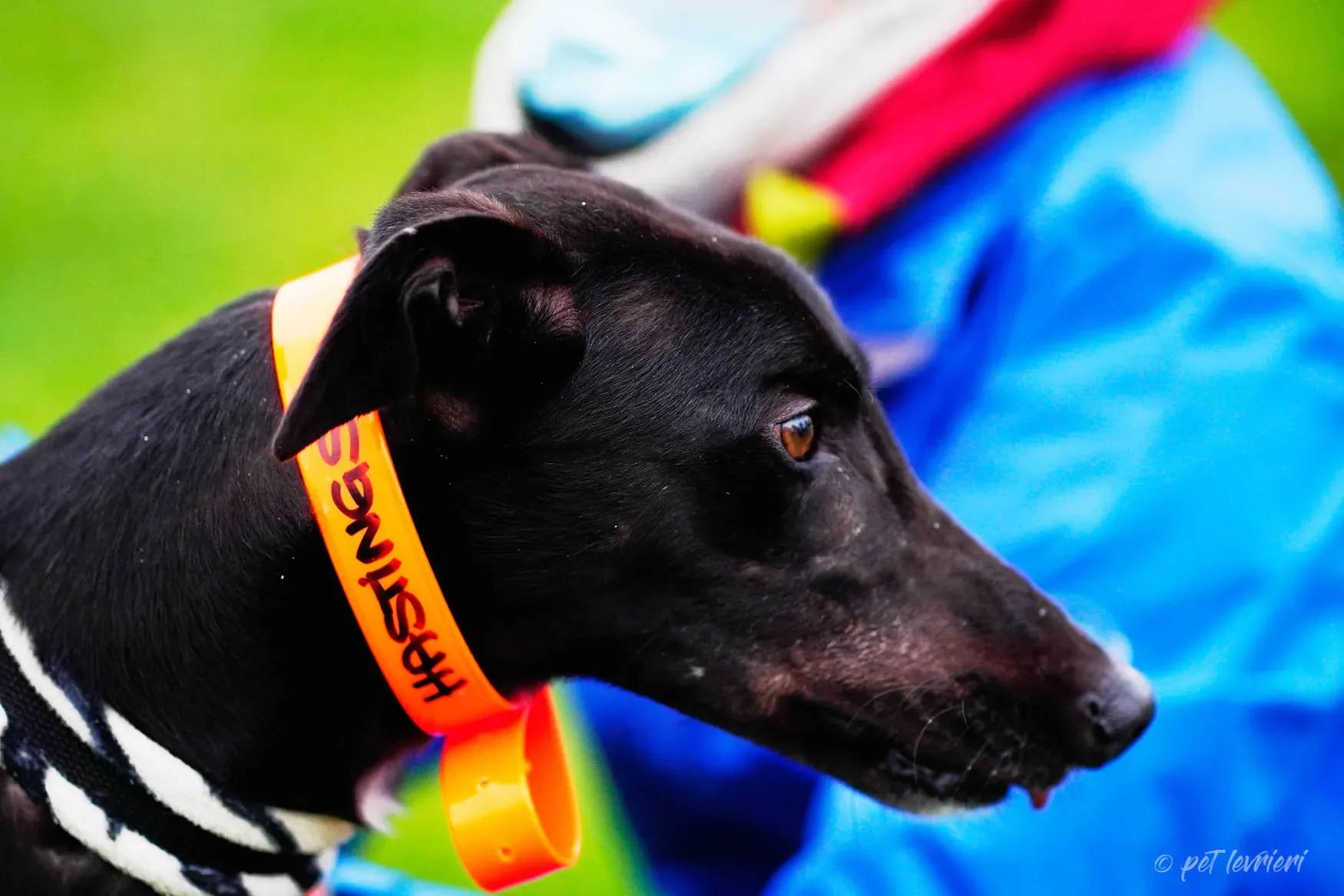 Hasting greyhound black foster Adozione levrieri 2