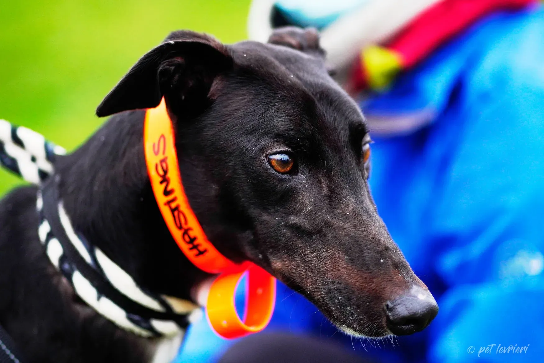 Hasting greyhound black foster Adozione levrieri 3