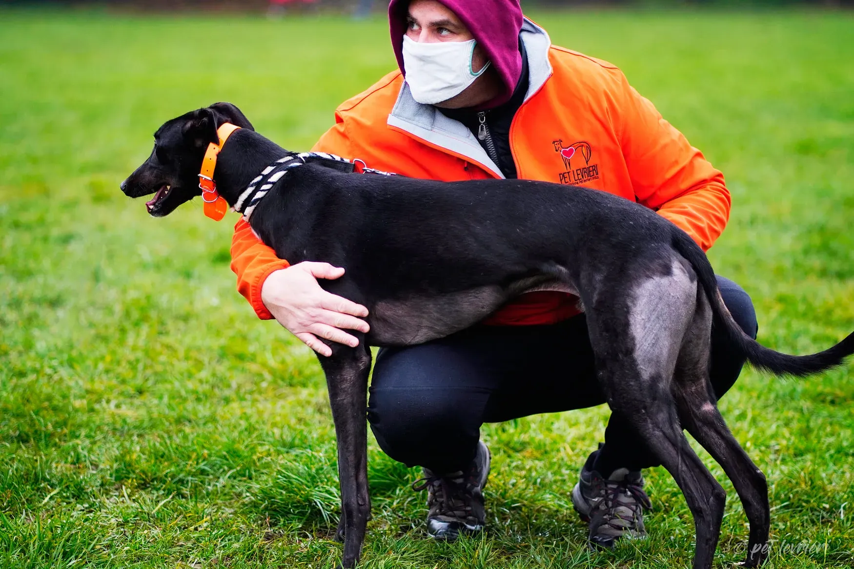 Hasting greyhound black foster Adozione levrieri 4