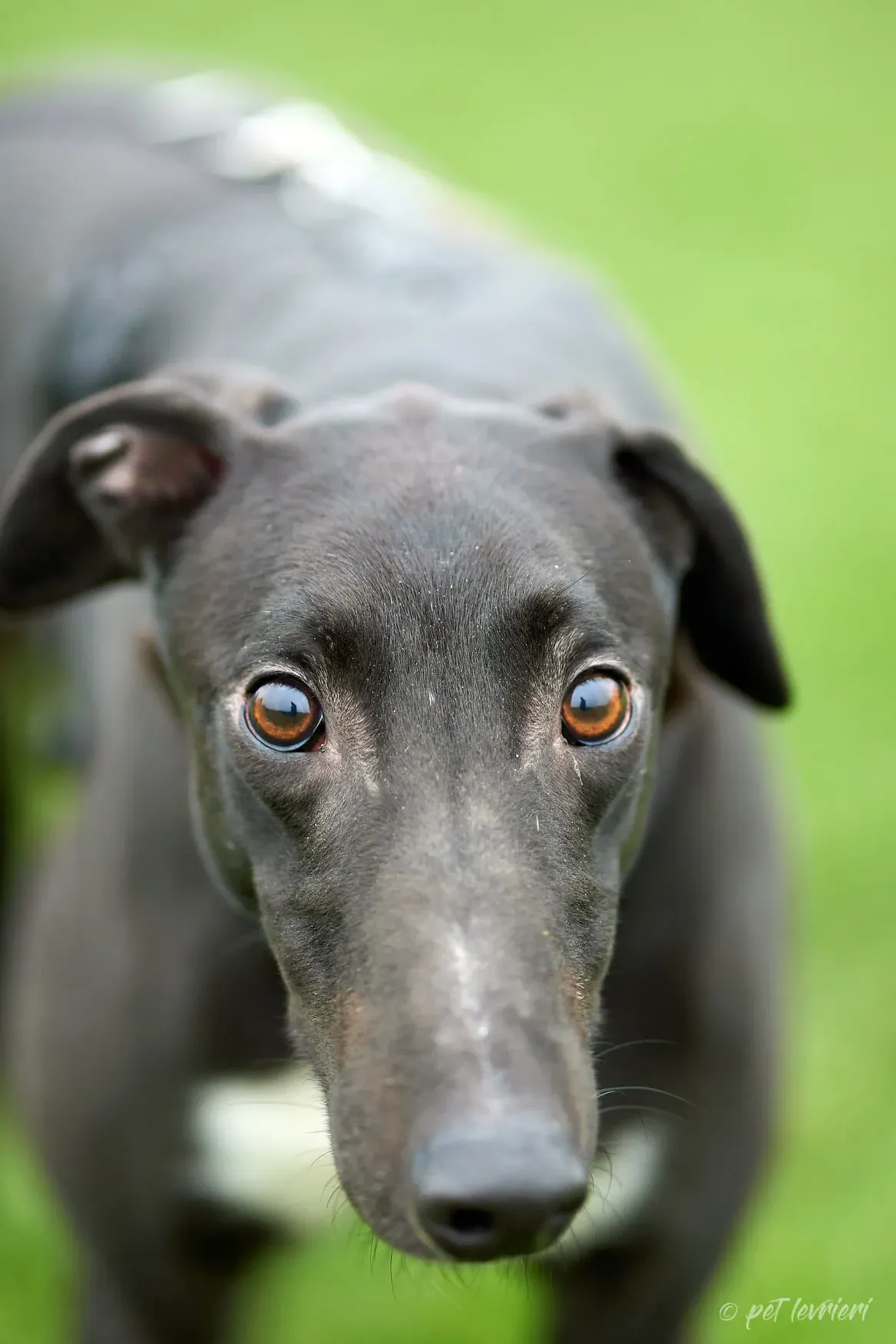 Hasting greyhound black foster Adozione levrieri 5