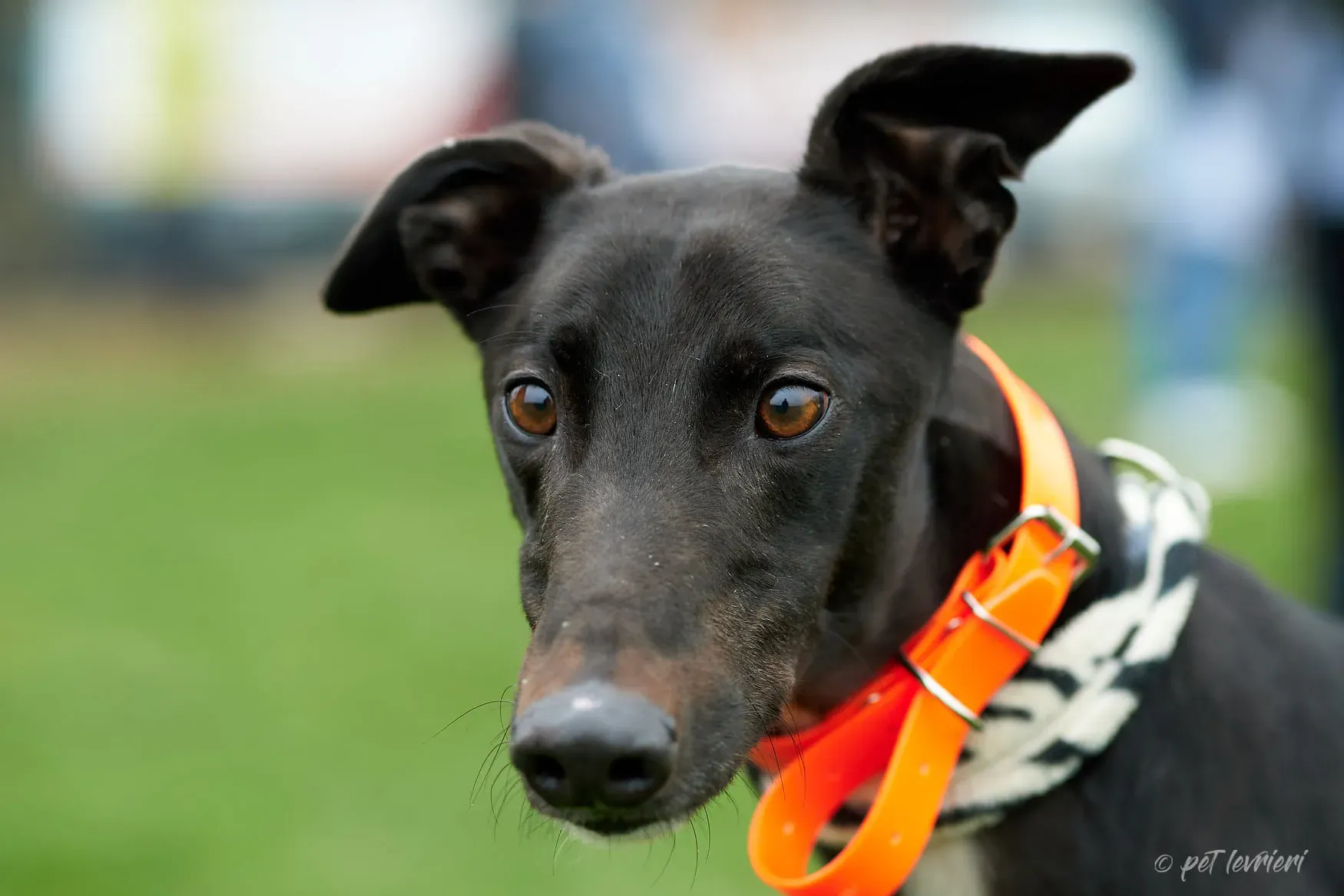 Hasting greyhound black foster Adozione levrieri 6