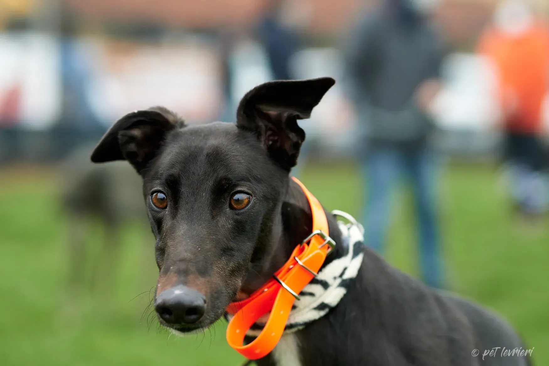 Hasting greyhound black foster Adozione levrieri 7