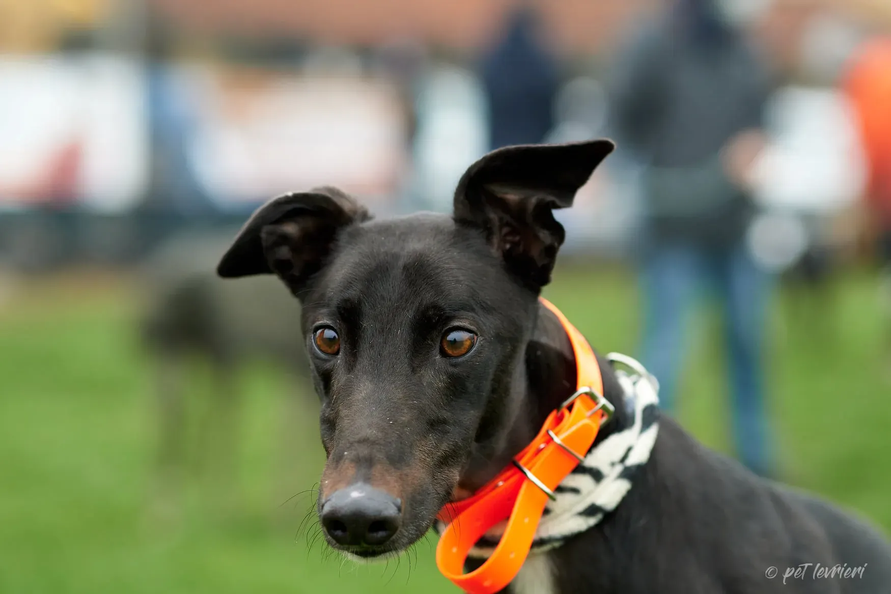 Hasting greyhound black foster Adozione levrieri 8