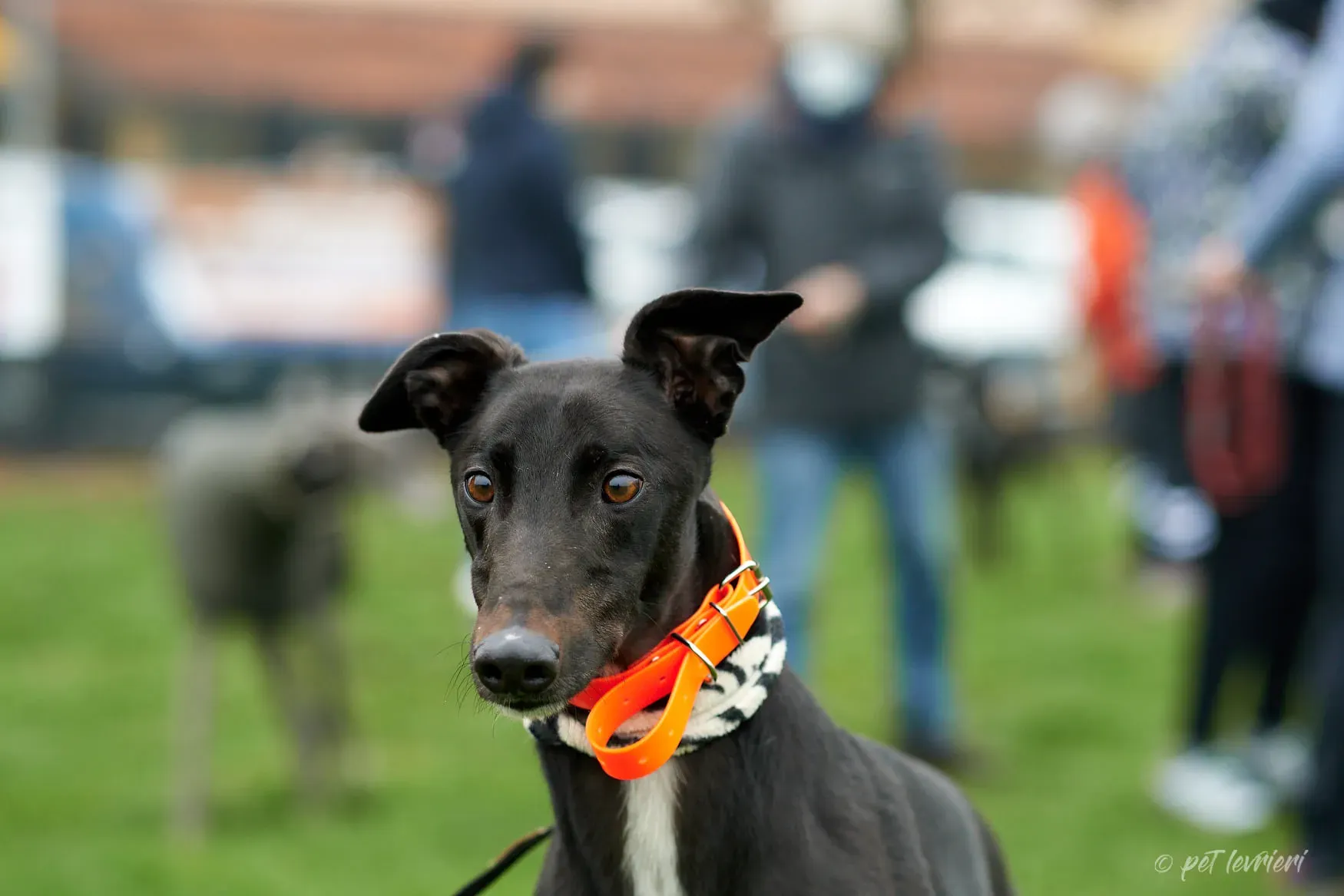 Hasting greyhound black foster Adozione levrieri 9