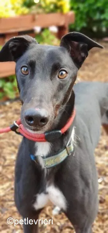 Hastings adozione levrieri greyhound 1