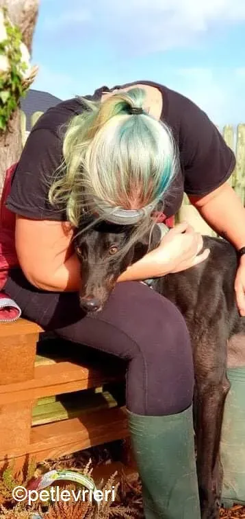 Hastings adozione levrieri greyhound 10