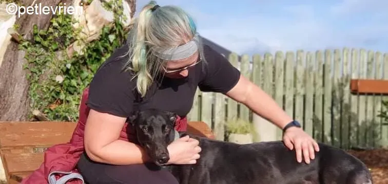 Hastings adozione levrieri greyhound 11