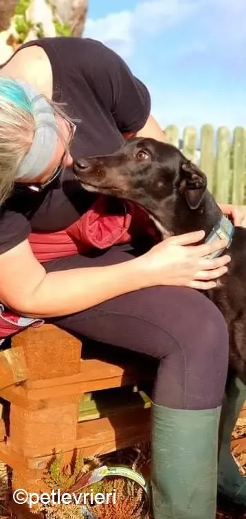 Hastings adozione levrieri greyhound 12