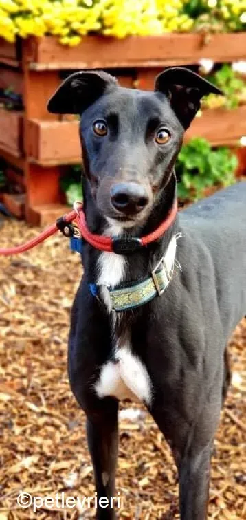 Hastings adozione levrieri greyhound 2