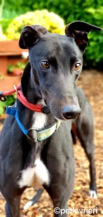 Hastings adozione levrieri greyhound 3