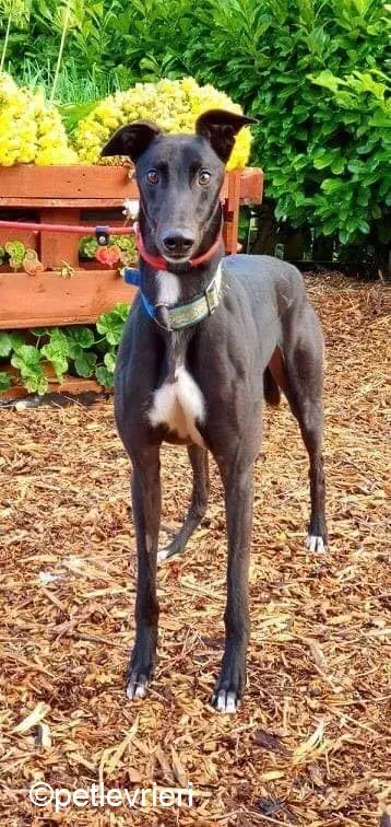 Hastings adozione levrieri greyhound 4