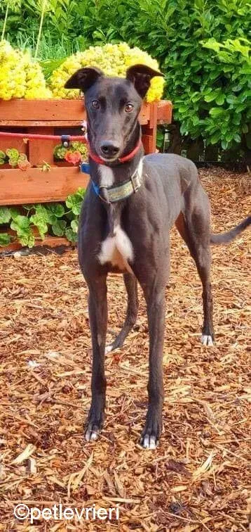 Hastings adozione levrieri greyhound 5