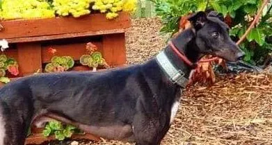 Hastings adozione levrieri greyhound 6 e1603917271989