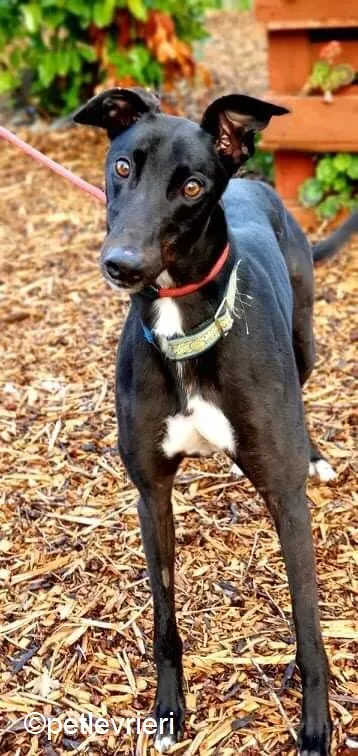 Hastings adozione levrieri greyhound 7