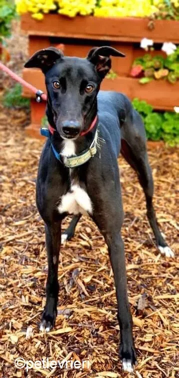 Hastings adozione levrieri greyhound 8