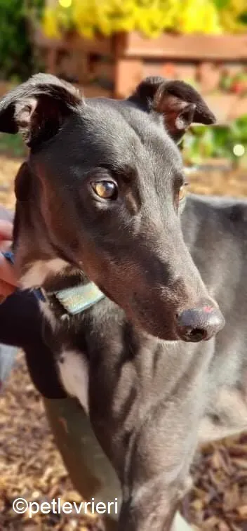 Hastings adozione levrieri greyhound 9