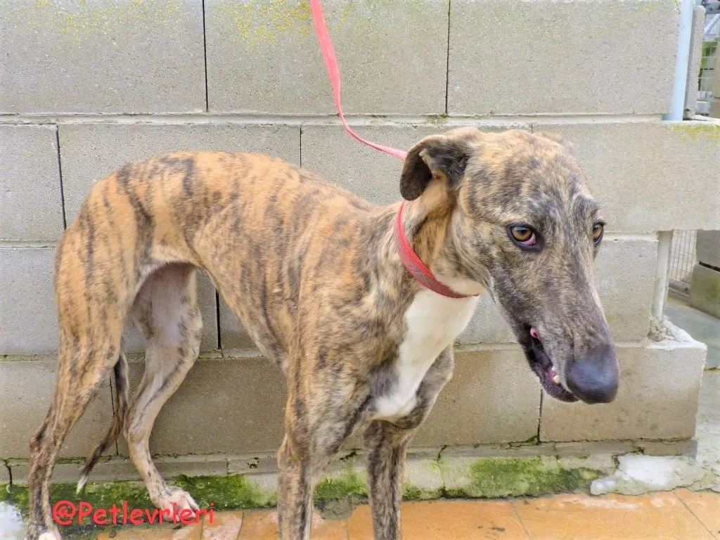 Hava adozione levrieri galgo 01