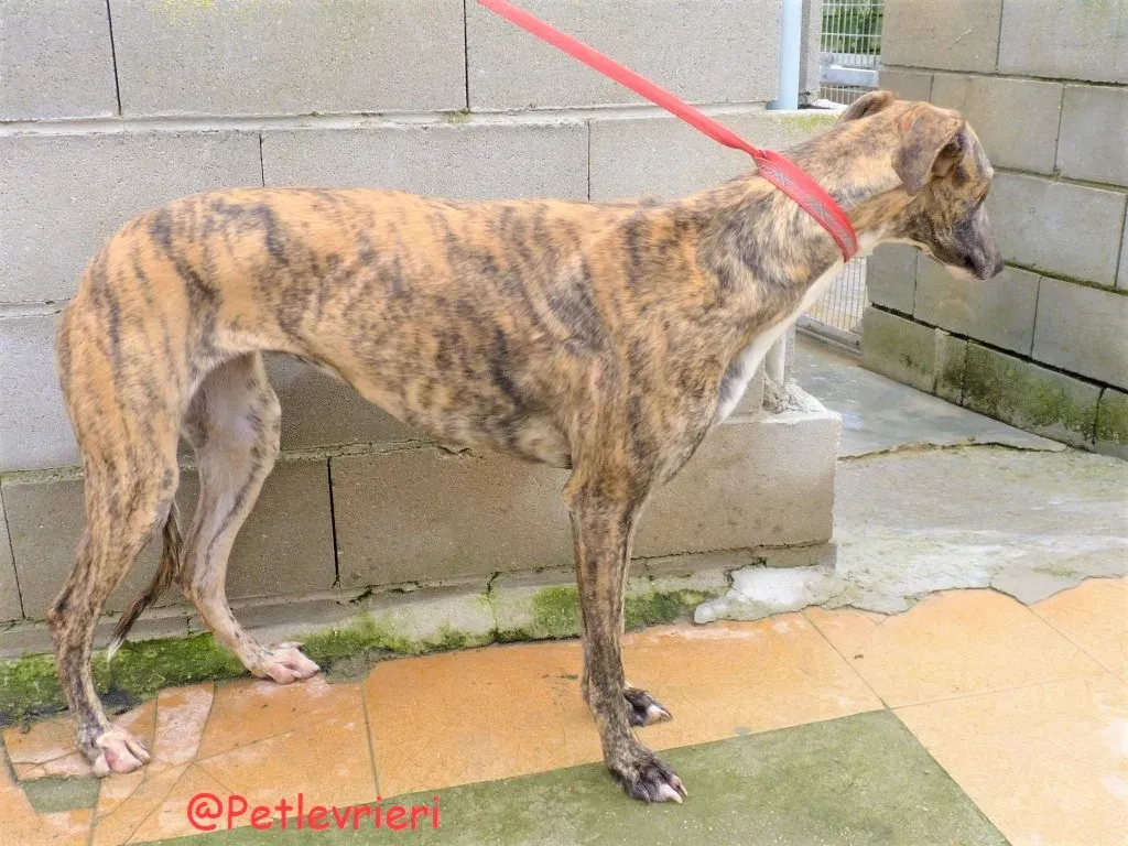 Hava adozione levrieri galgo 02
