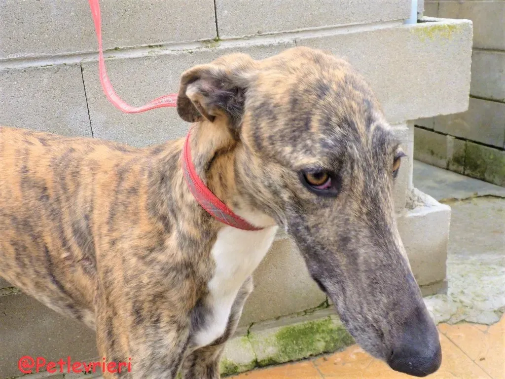 Hava adozione levrieri galgo 03