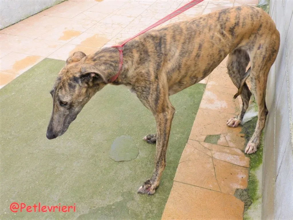 Hava adozione levrieri galgo 04