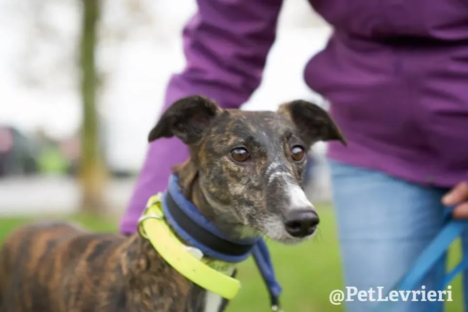 Hazel Greyhound adozionelevrieri petlevrieri foster 006
