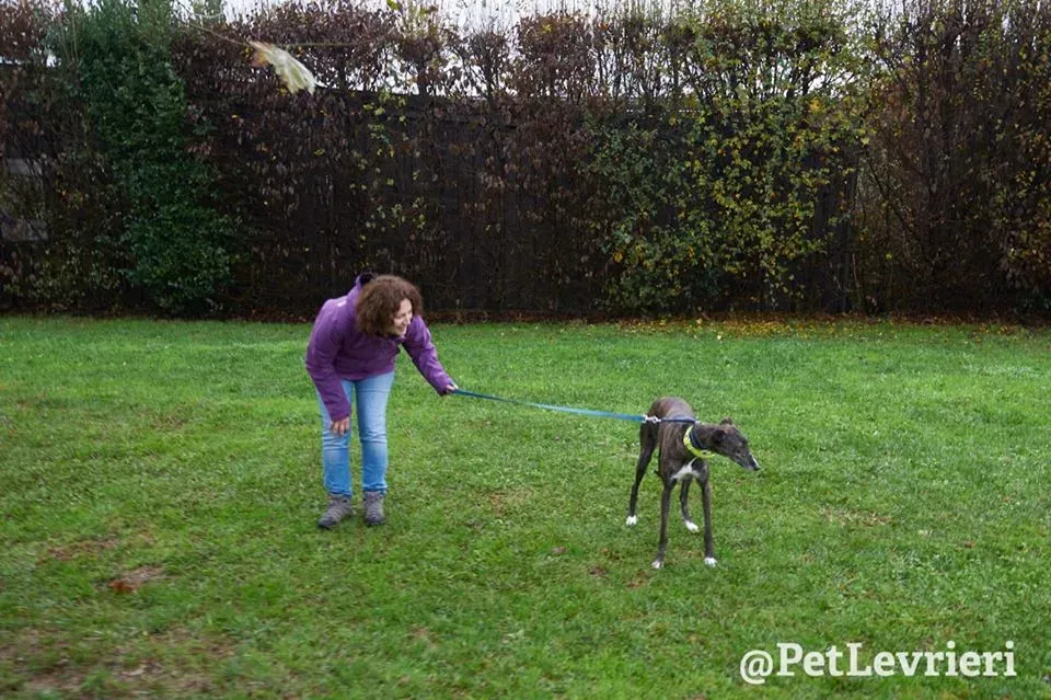 Hazel Greyhound adozionelevrieri petlevrieri foster 007