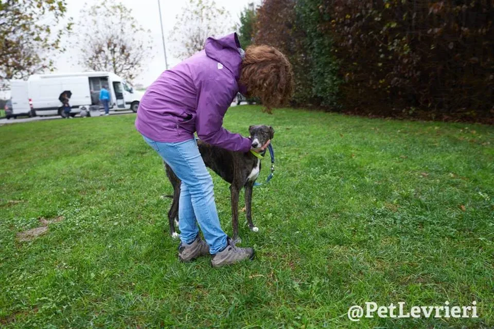 Hazel Greyhound adozionelevrieri petlevrieri foster 008