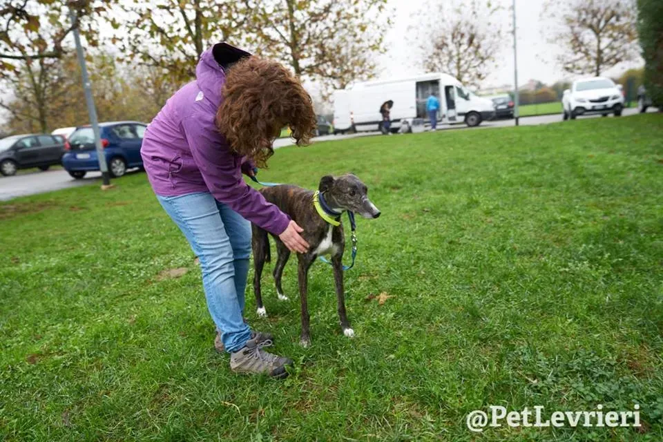 Hazel Greyhound adozionelevrieri petlevrieri foster 009