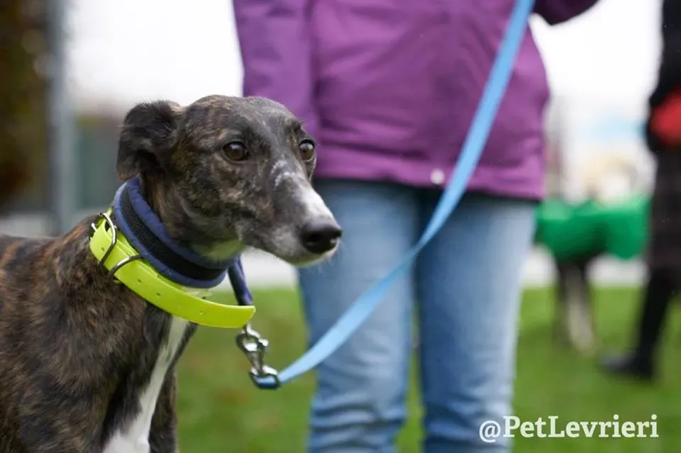 Hazel Greyhound adozionelevrieri petlevrieri foster 010
