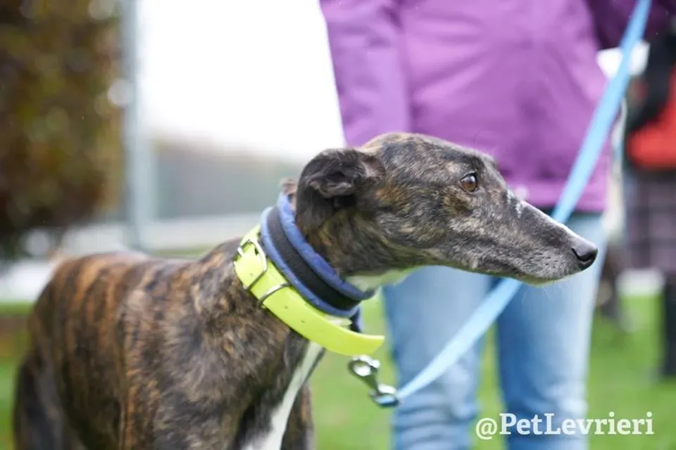 Hazel Greyhound adozionelevrieri petlevrieri foster 011