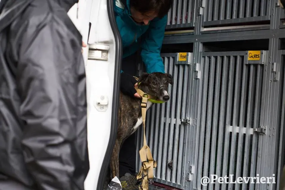 Hazel Greyhound adozionelevrieri petlevrieri foster 012