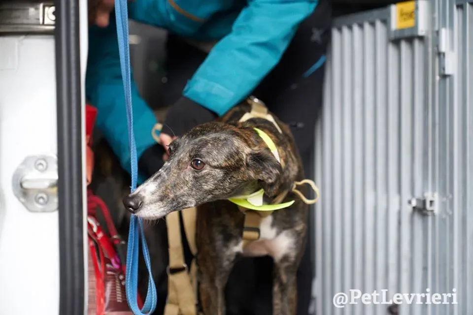 Hazel Greyhound adozionelevrieri petlevrieri foster 013
