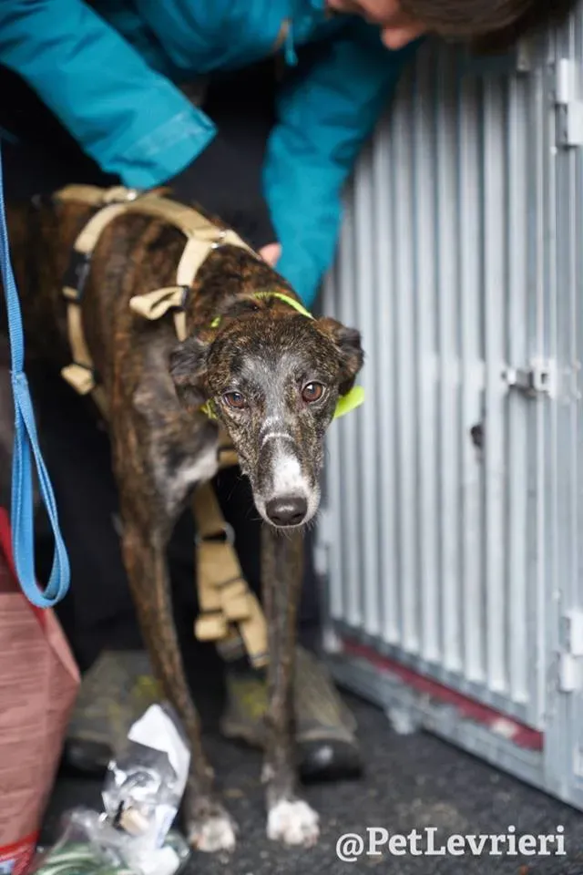 Hazel Greyhound adozionelevrieri petlevrieri foster 014