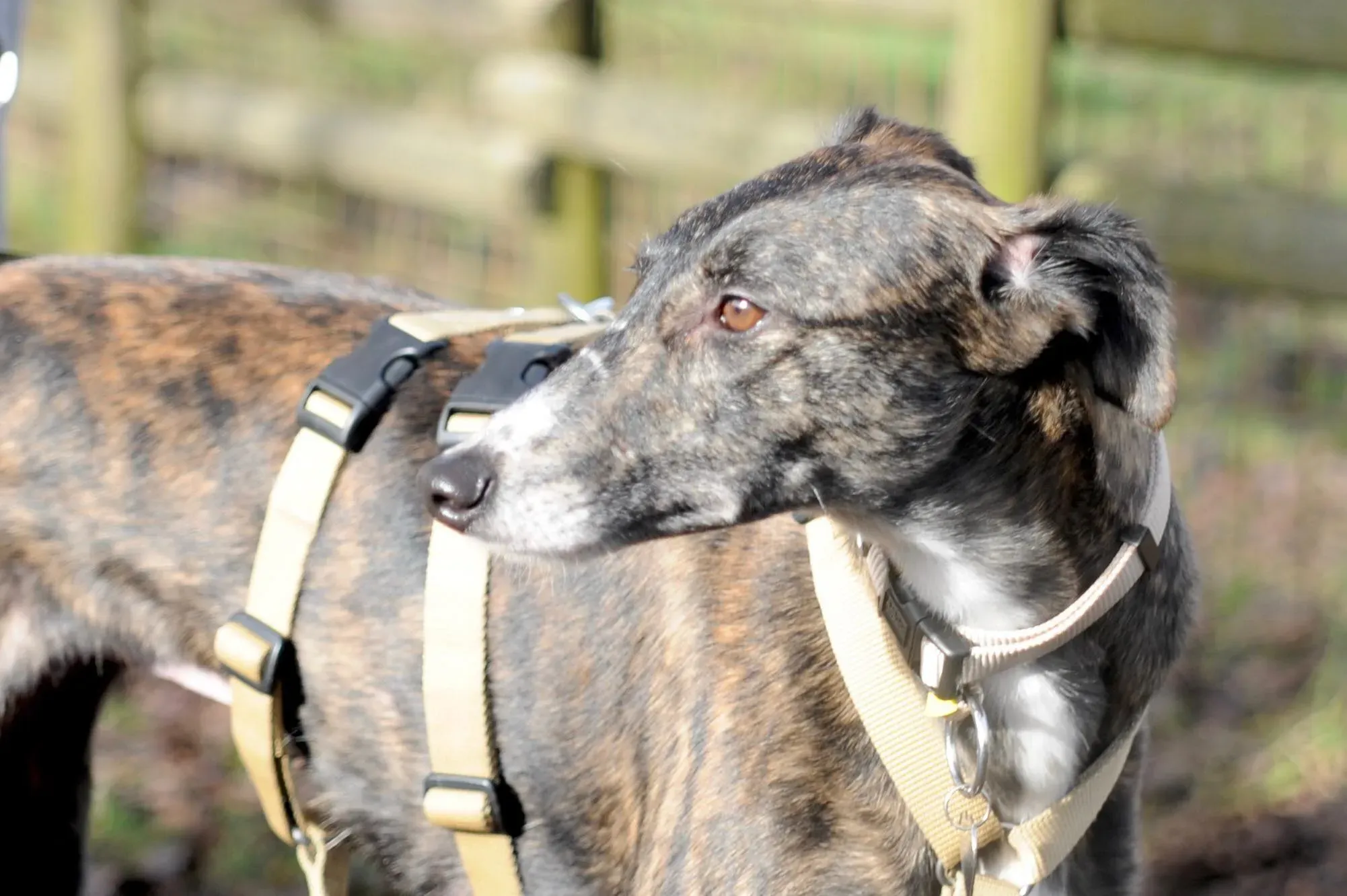 Hazel Greyhound adozionelevrieri petlevrieri foster 015 2