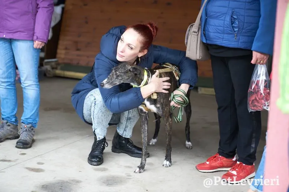 Hazel Greyhound adozionelevrieri petlevrieri foster 015