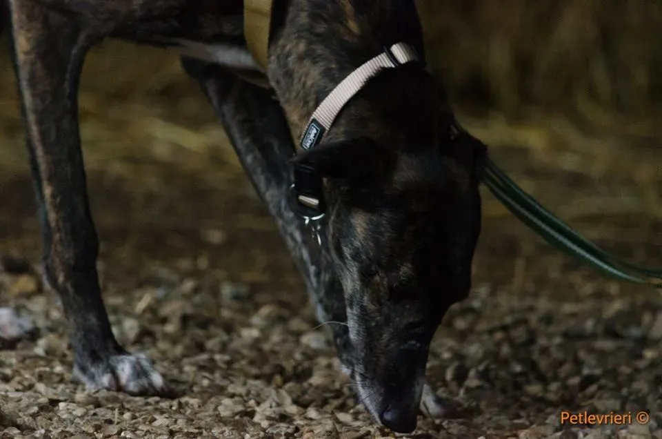 Hazel Greyhound adozionelevrieri petlevrieri foster 1
