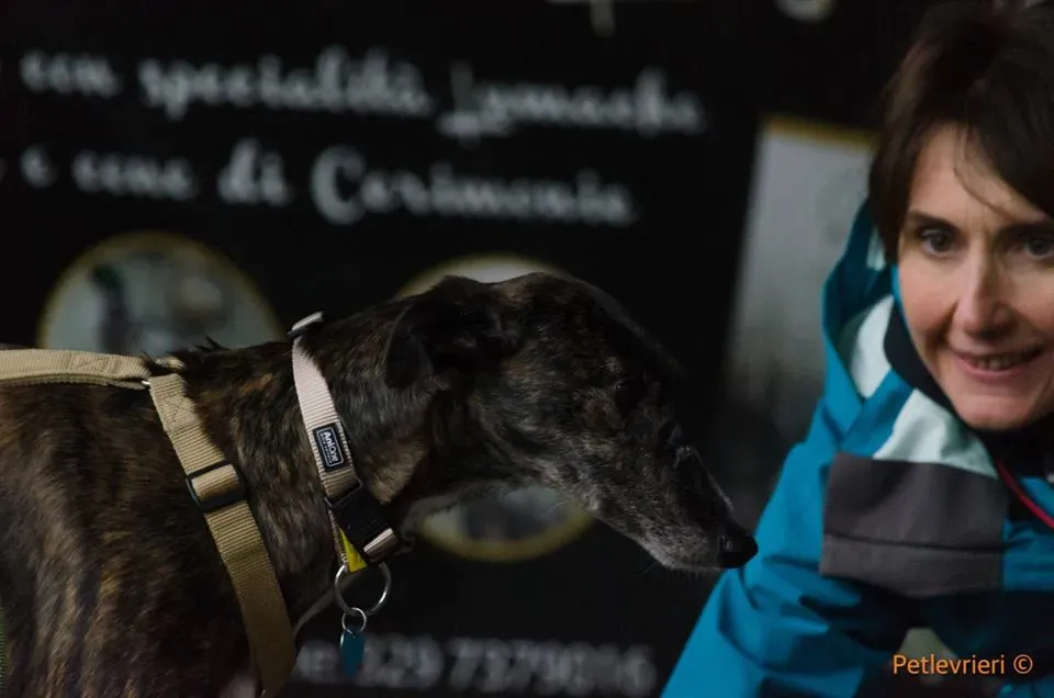 Hazel Greyhound adozionelevrieri petlevrieri foster 2
