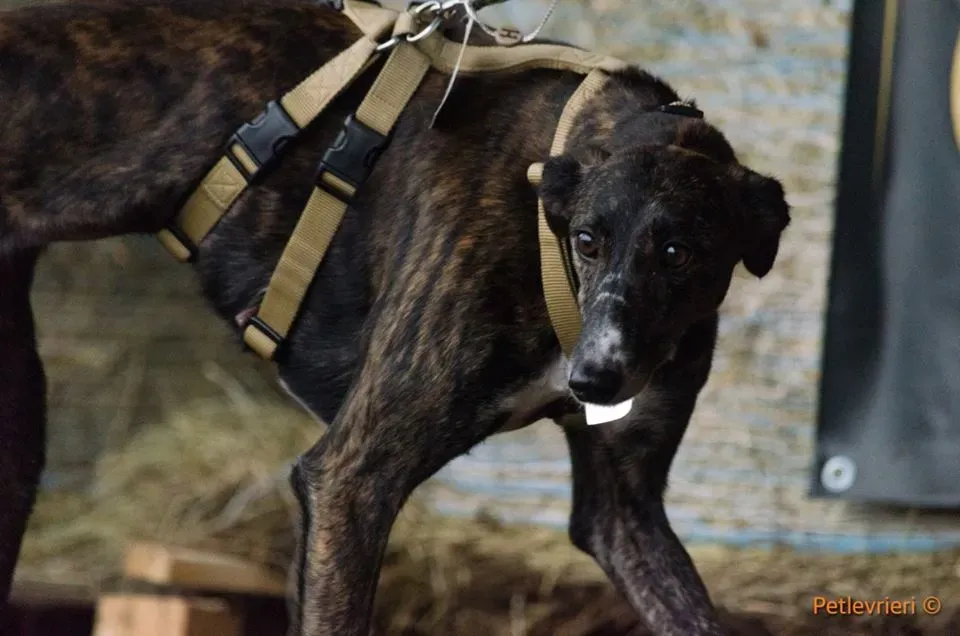 Hazel Greyhound adozionelevrieri petlevrieri foster 3