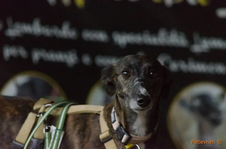 Hazel Greyhound adozionelevrieri petlevrieri foster 4