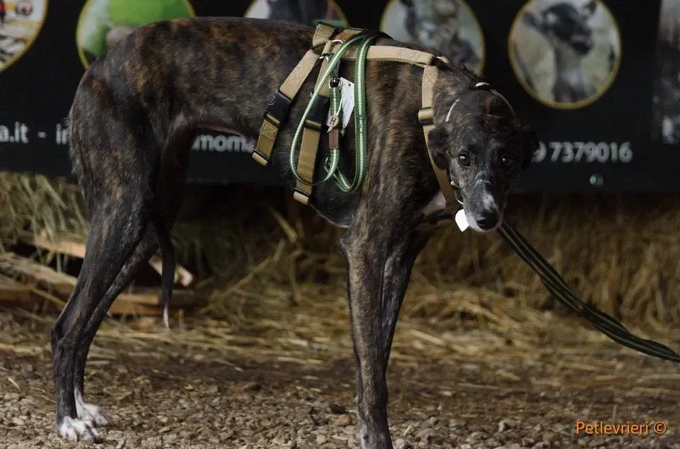 Hazel Greyhound adozionelevrieri petlevrieri foster