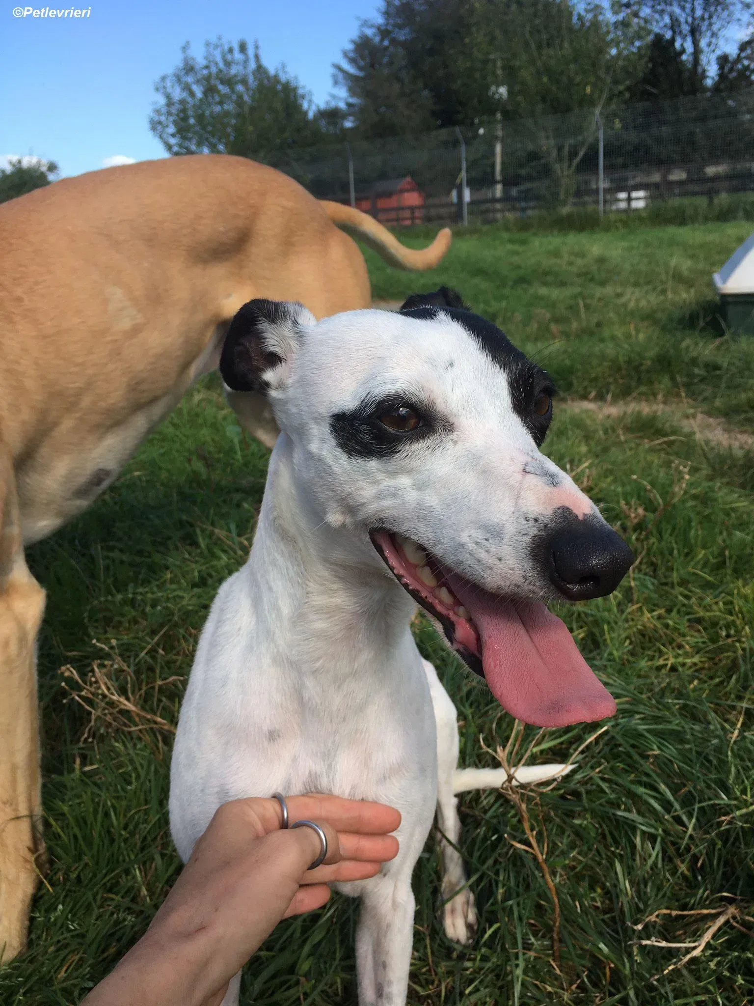 Heidi adozione levrieri greyhound 1