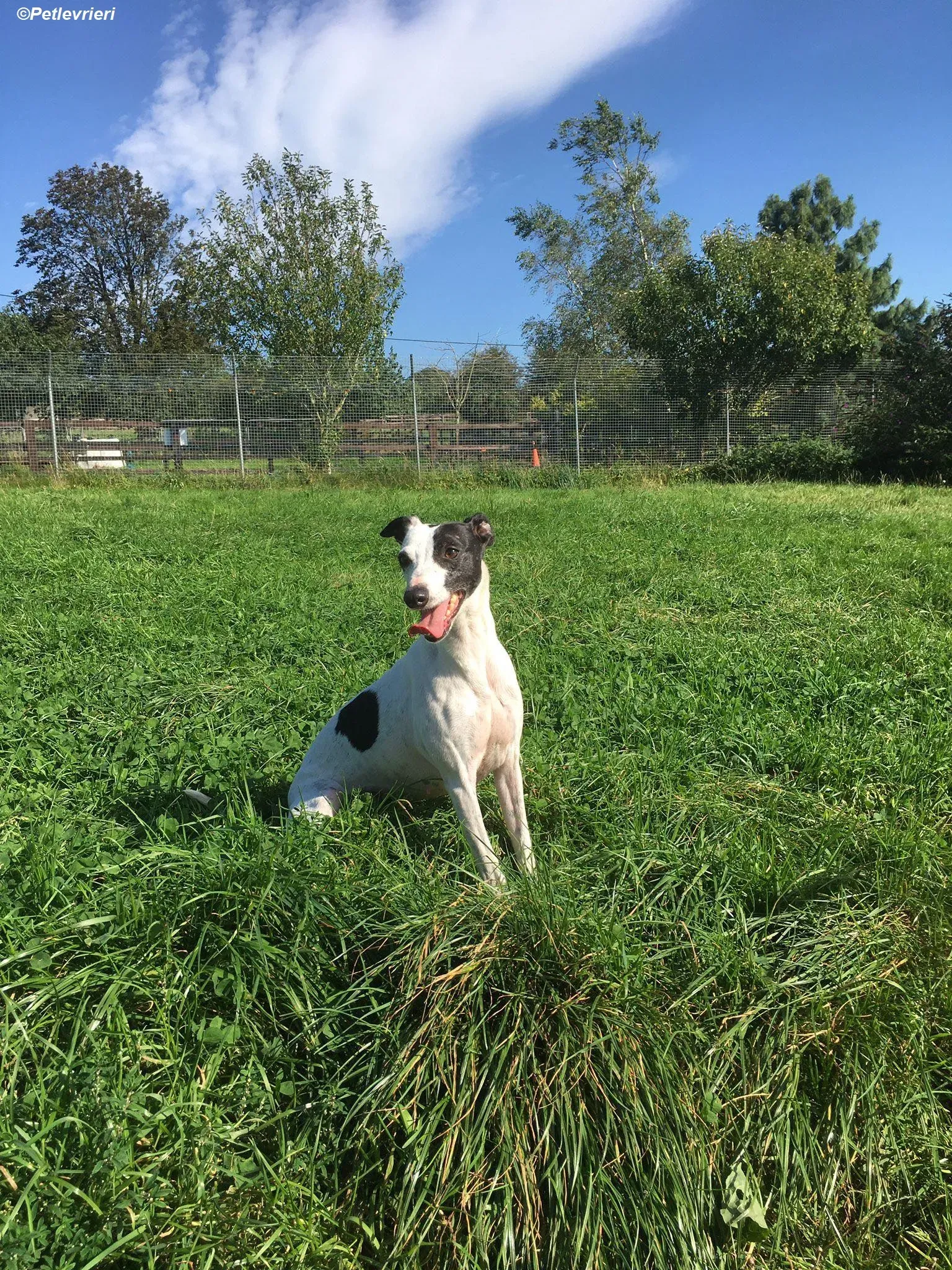 Heidi adozione levrieri greyhound 2