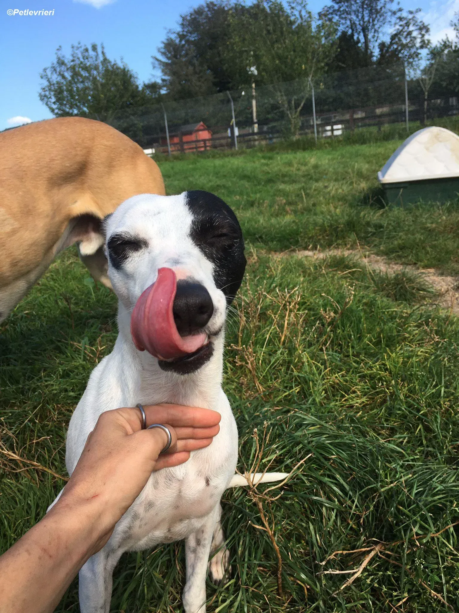 Heidi adozione levrieri greyhound 3