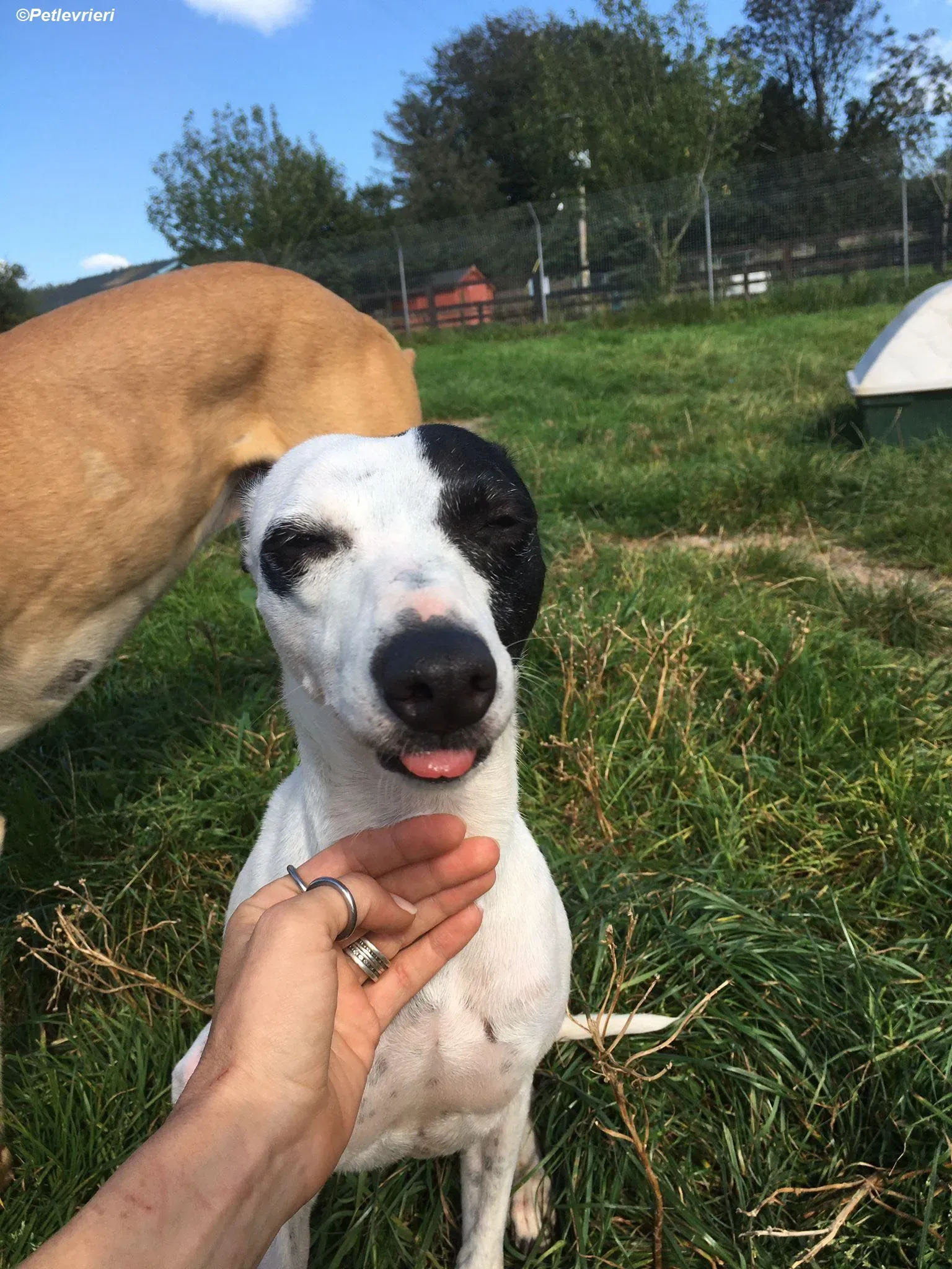 Heidi adozione levrieri greyhound 4