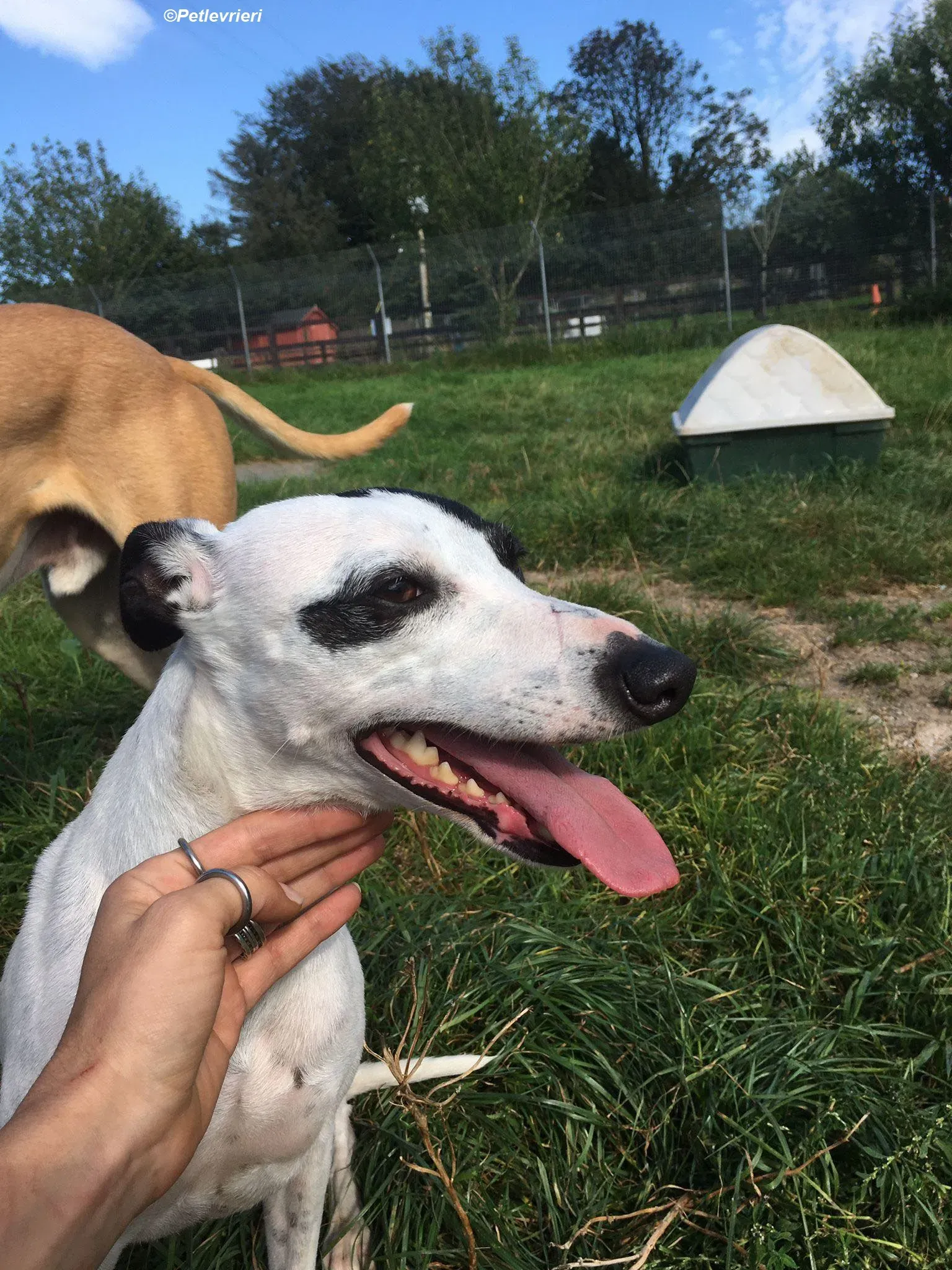 Heidi adozione levrieri greyhound 5