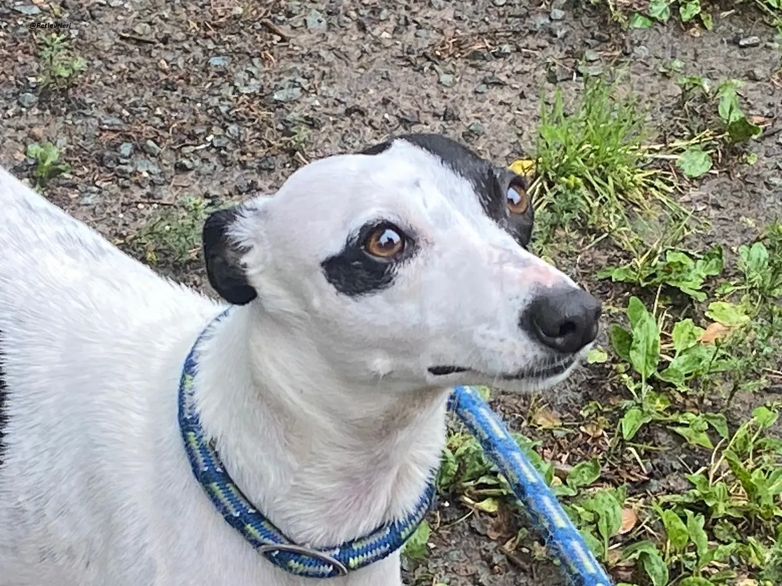 Heidi whippet adozione levrieri 10