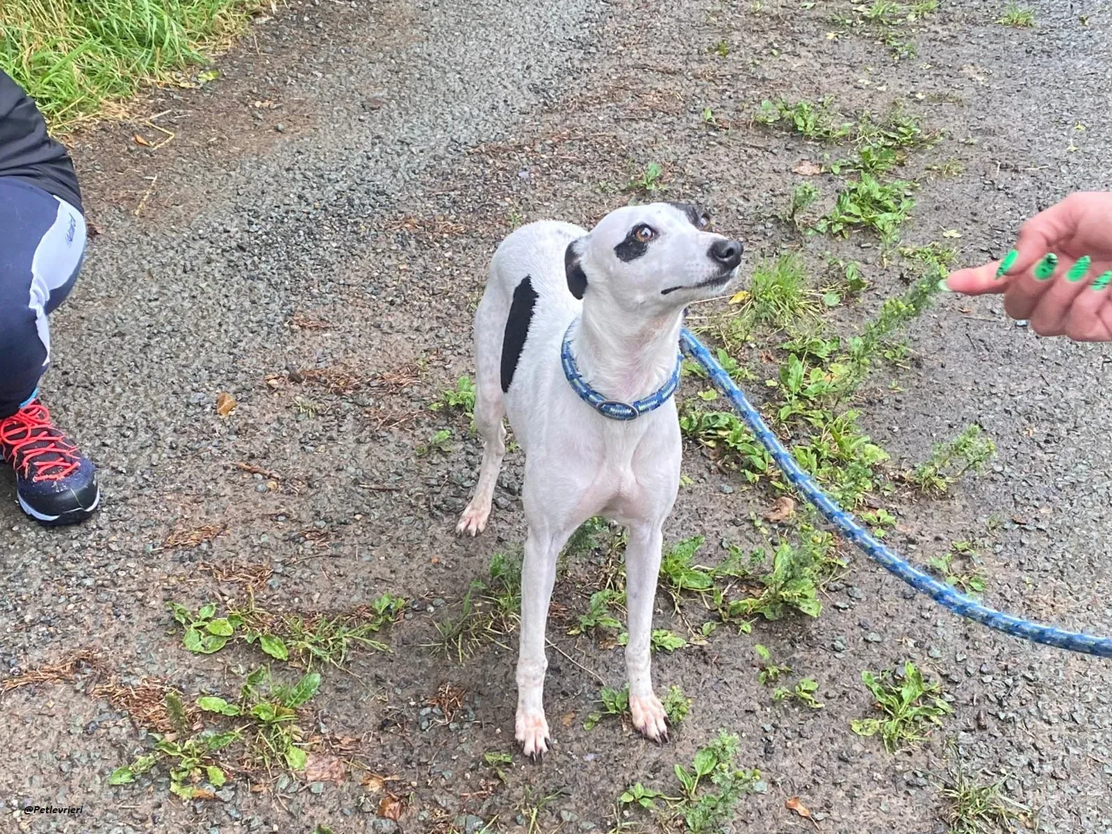 Heidi whippet adozione levrieri 9